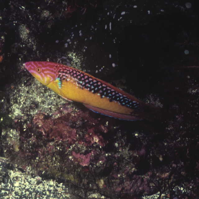 Pseudojuloides elongatus